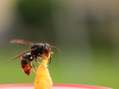 Fijnaart sluit zich aan bij strijd tegen Aziatische hoornaar