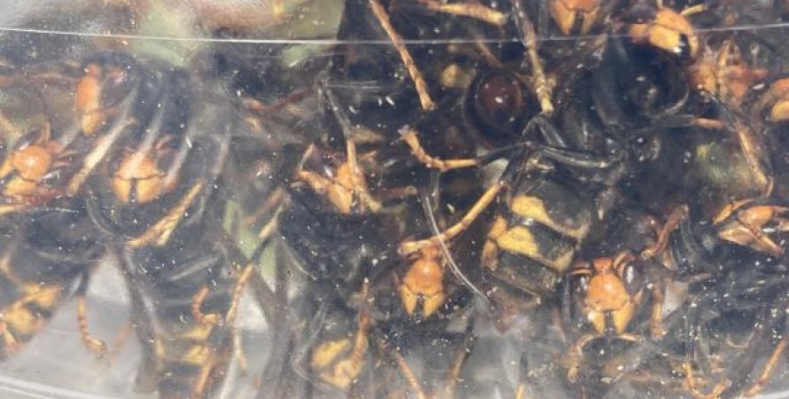 Fijnaart sluit zich aan bij strijd tegen Aziatische hoornaar